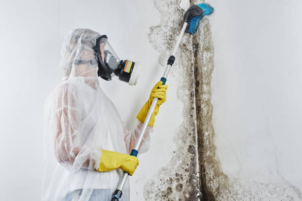 Best Toxic Mold Removal  in Duluth, WA