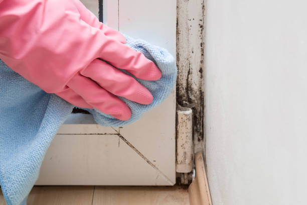 Mold Removal Process in Duluth, WA