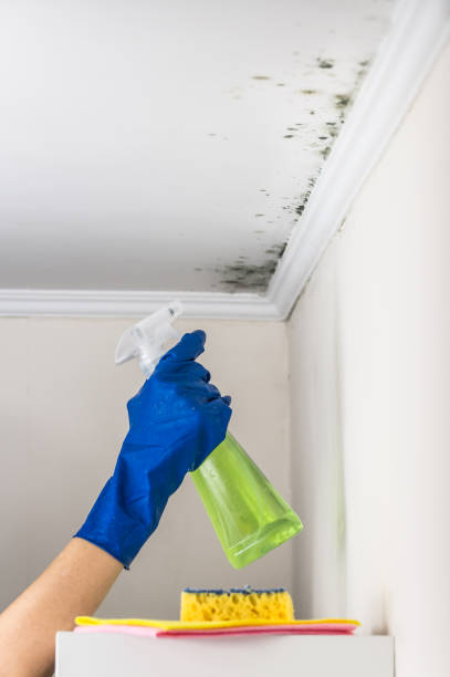 Best Attic Mold Removal  in Duluth, WA