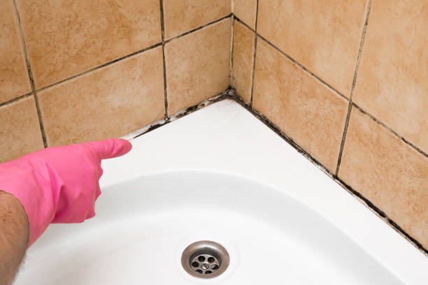 Crawl Space Mold Removal in Duluth, WA